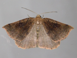 Pareclipsis oxyptera